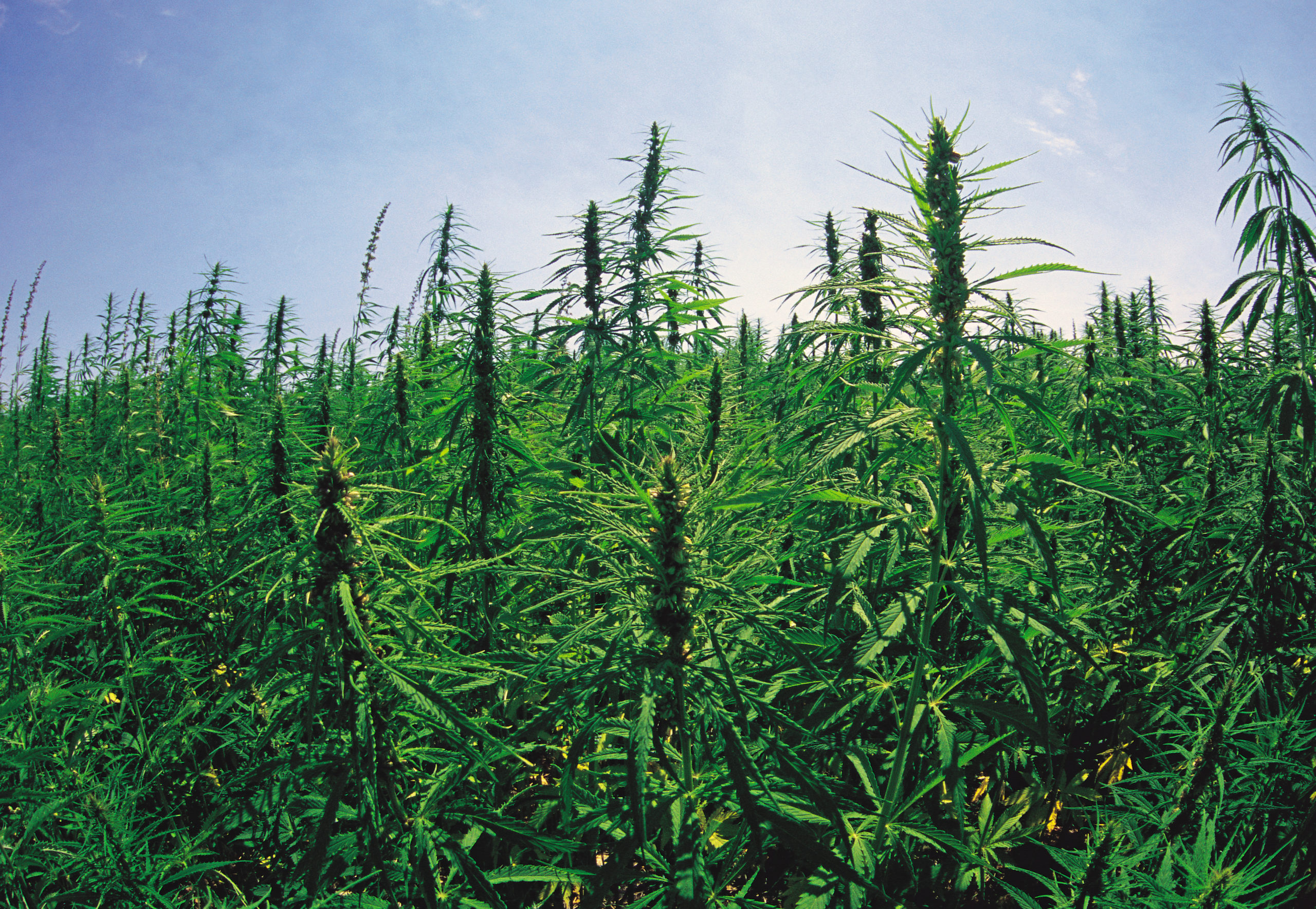 15 HEMP FACTS YOU DIDN'T KNOW