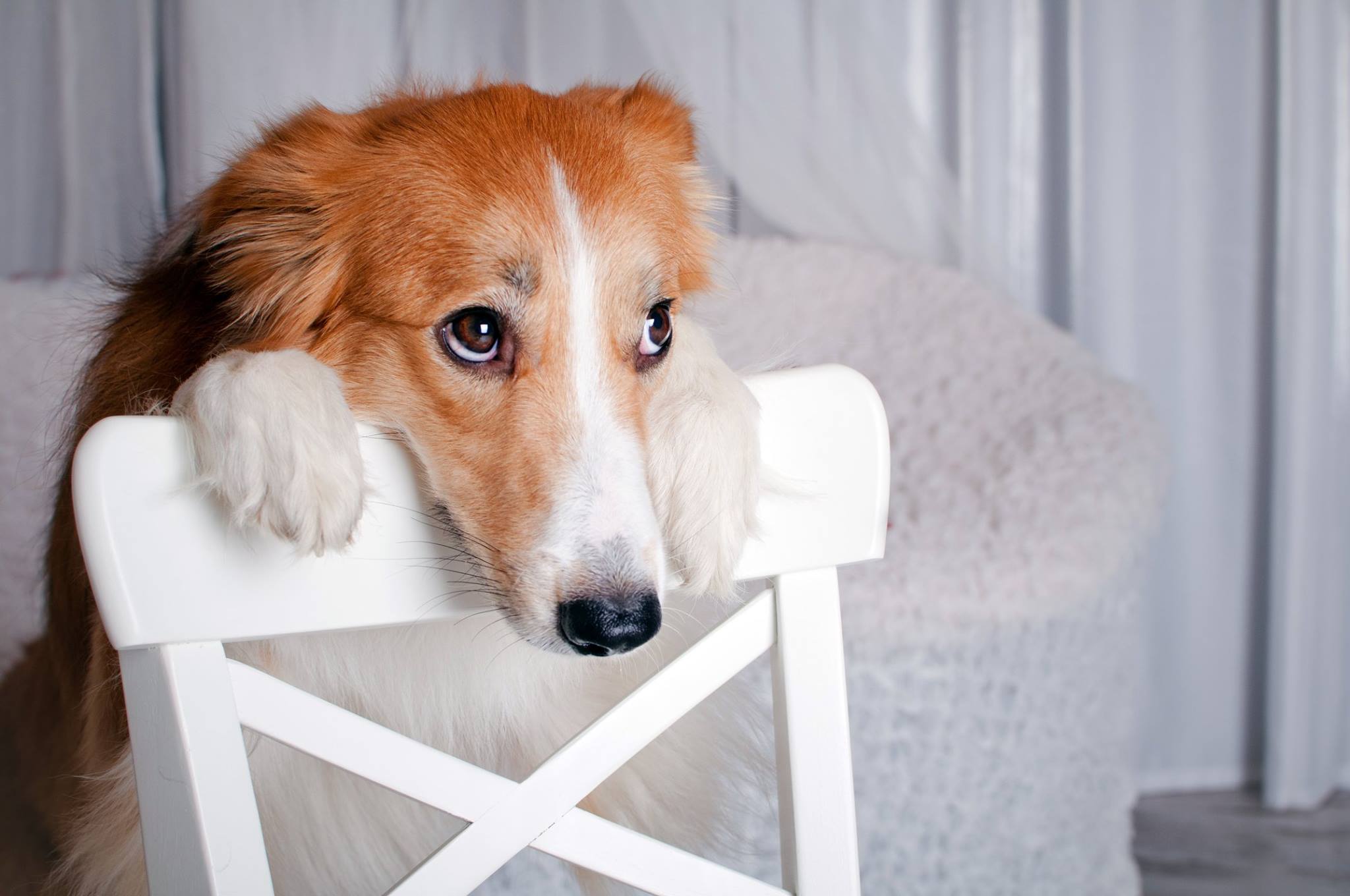 CBD Dog Treats for Anxiety